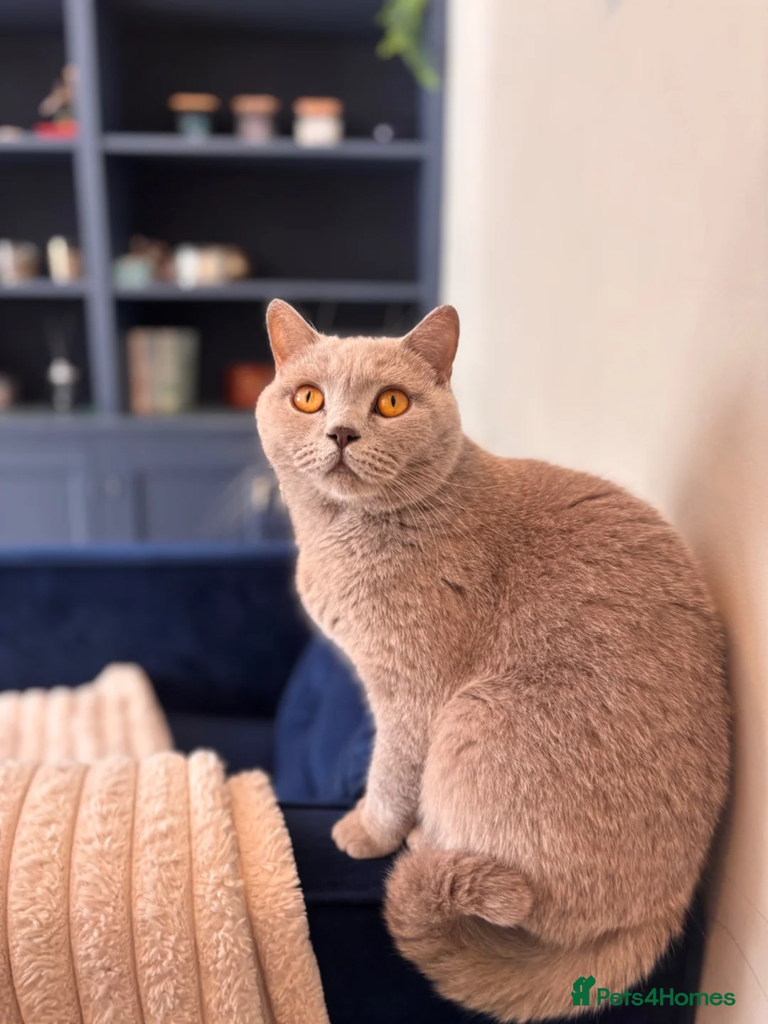 British Shorthair cats for sale: GCCF Pedigree British Shorthair Lilac Boy - Advert 2
