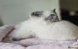 Ragdoll cats for sale: 6 Perfect Affectionate, Ready2Go Pedigree Kittens! - Advert 5