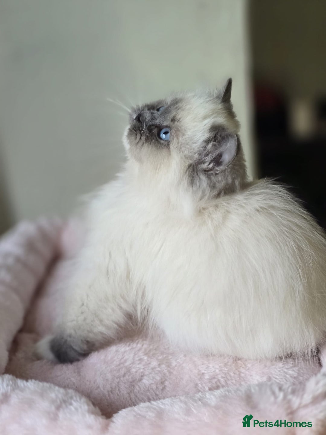 Ragdoll cats for sale: 6 Perfect Affectionate, Ready2Go Pedigree Kittens! - Advert 5