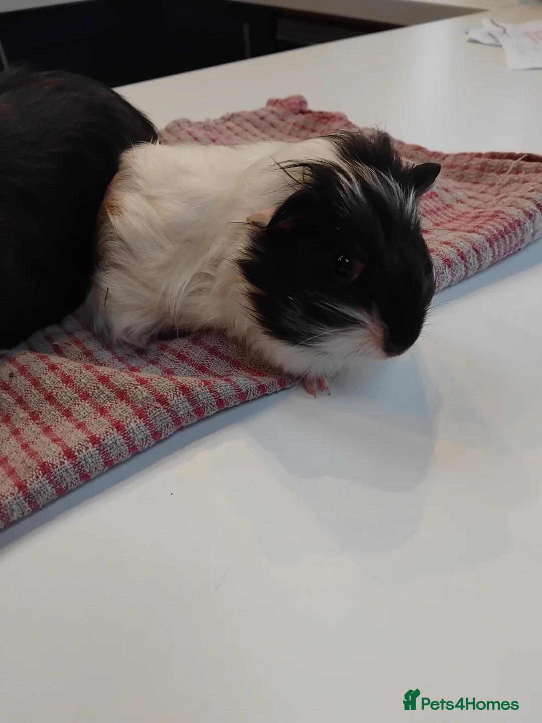 Guinea Pig rodents for sale: Baby guinea pigs x4 - Advert 4