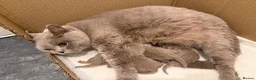 British Shorthair cats for sale: Beautiful lilac British Shorthair kittens  - Advert 4