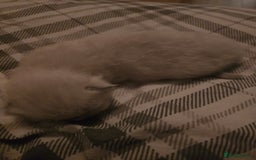 Ragdoll cats for sale: 💙 BLUEPOINT RAGDOLL BOY FOR SALE 💙 - Image 37