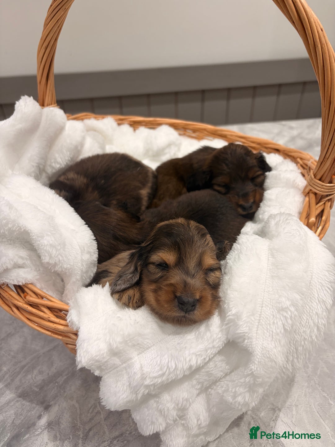 Miniature Dachshund dogs for sale: Quality Russian shaded red minis - Advert 16