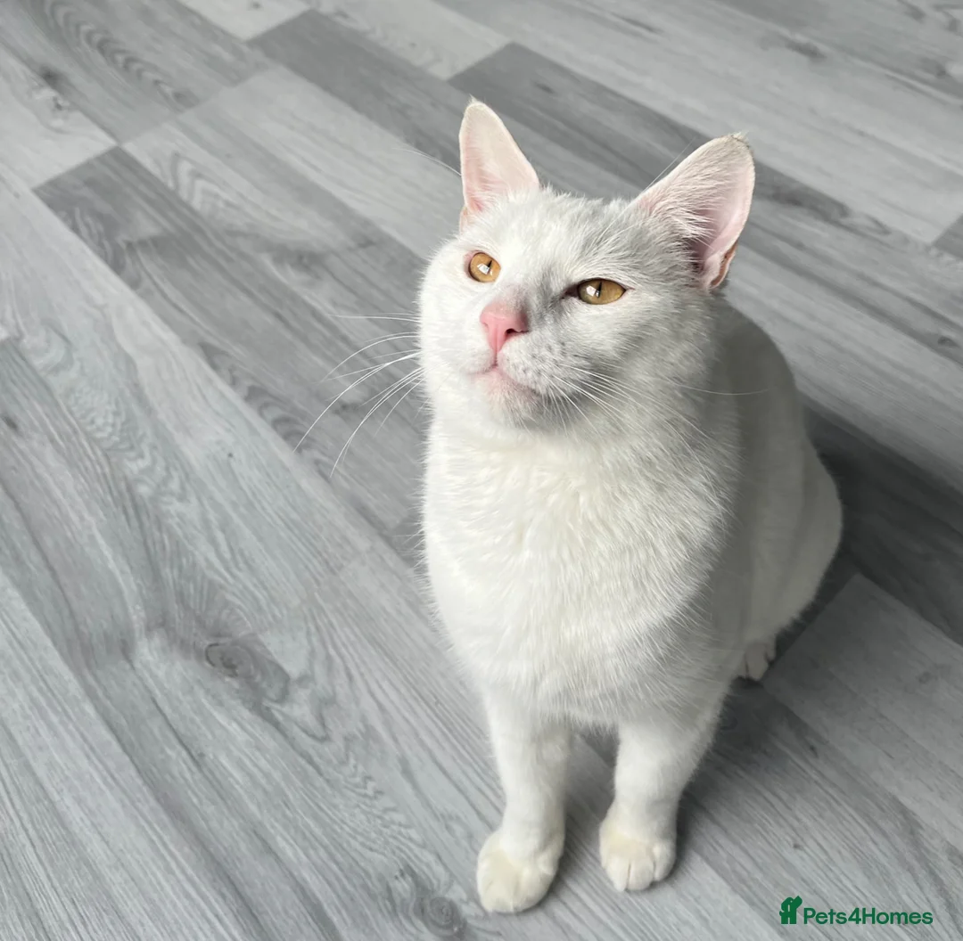 British Shorthair cats for sale: Snowy  in Wilmslow - Advert 1