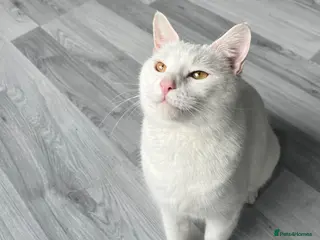 British Shorthair cats Snowy - Advert 9