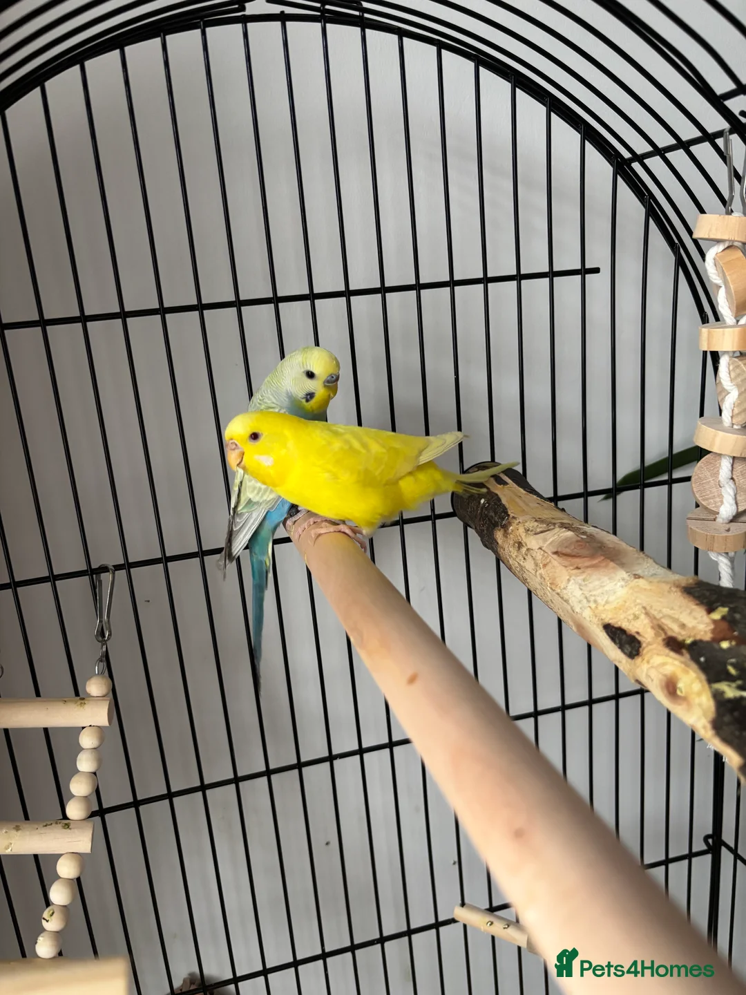 Budgerigars birds for sale: 2 beautiful happy budgies plus set up in Cheltenham - Advert 4