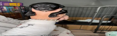 Cockapoo 6