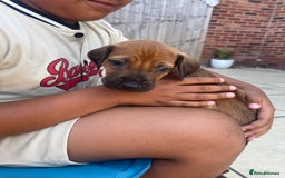 Rhodesian Ridgeback dogs for sale: Pedigree Ridgeback Puppies - READY FOR VIEWING in Scunthorpe - Image 24