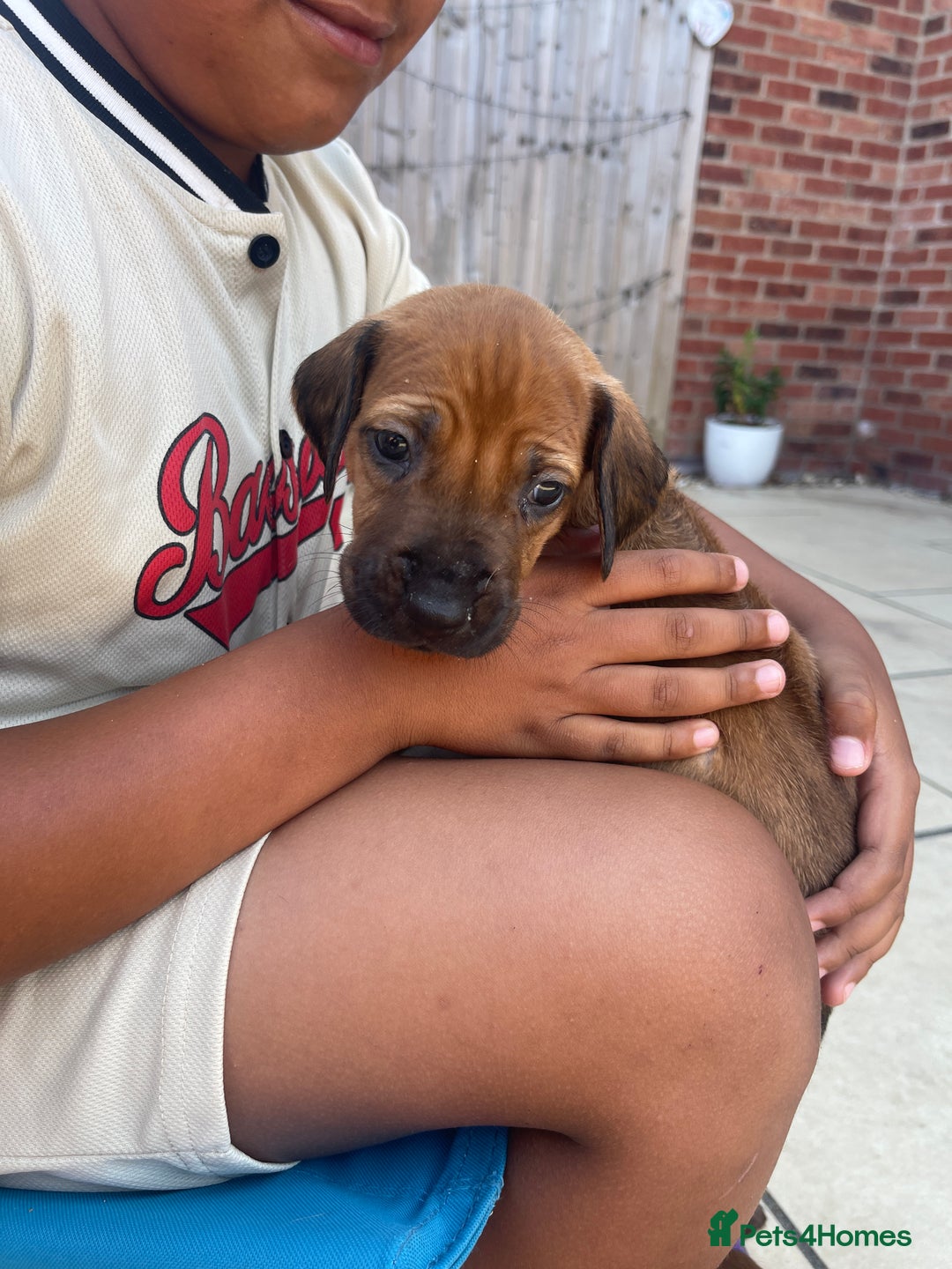Rhodesian Ridgeback dogs for sale: Pedigree Ridgeback Puppies - READY FOR VIEWING in Scunthorpe - Image 24