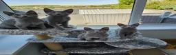 Russian Blue cats for sale: GCCF Registered Russian Blue Kittens - Advert 10