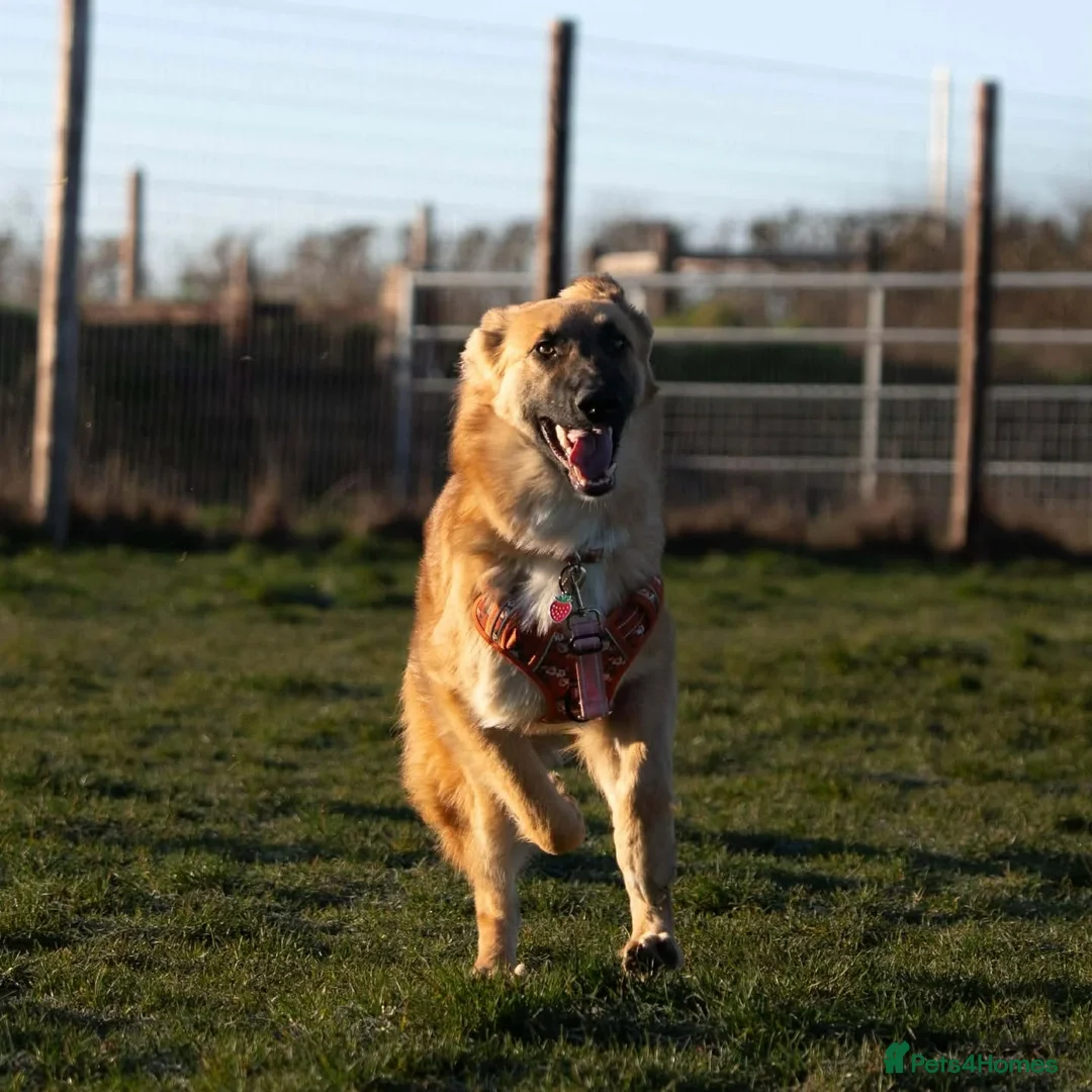Mixed Breed dogs for adoption: Meet Yara – Our Pretty Girl with a Heart of Gold in Northampton - Advert 3