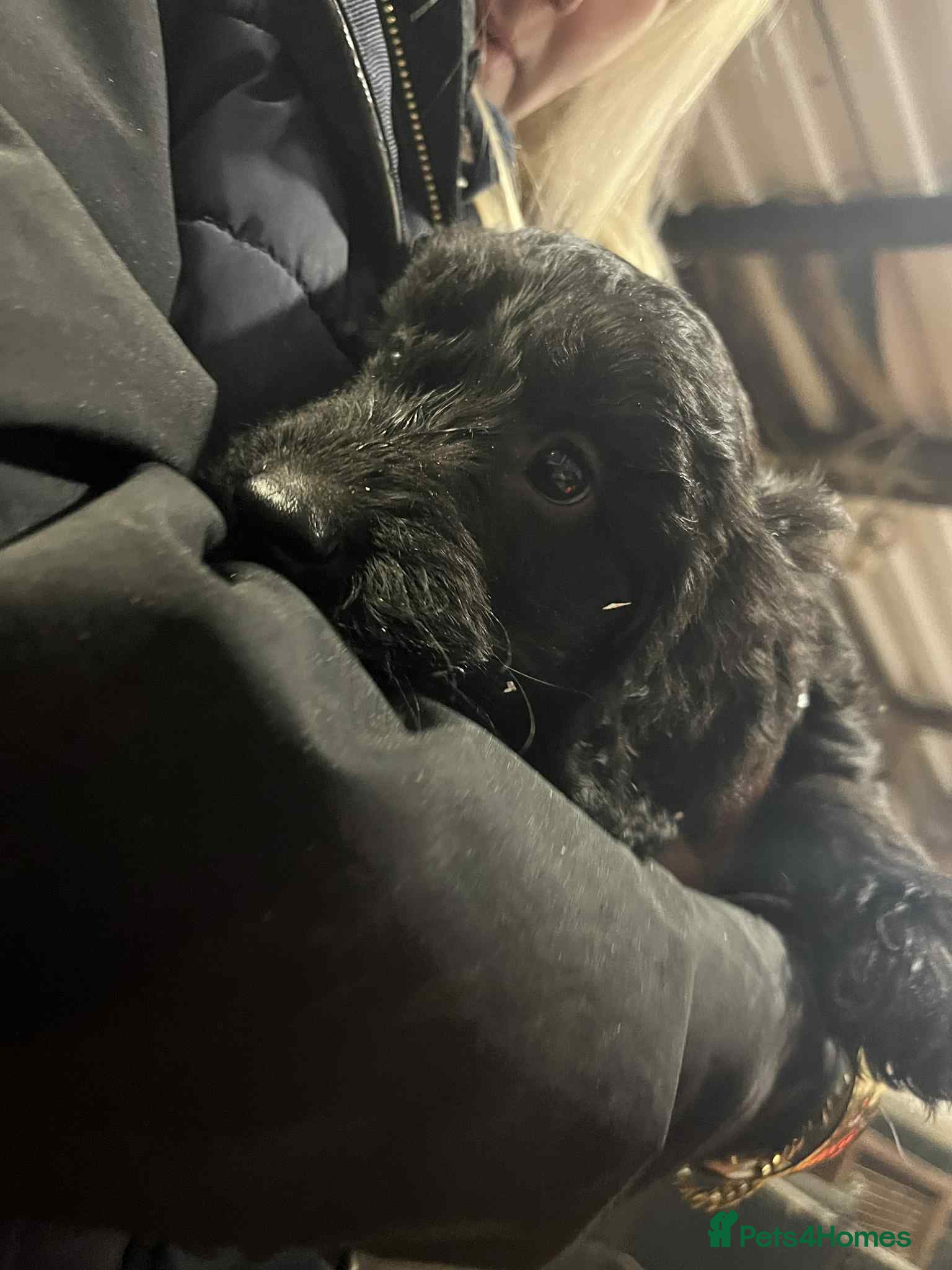 Cockapoo dogs Cockapoos  - Advert 1