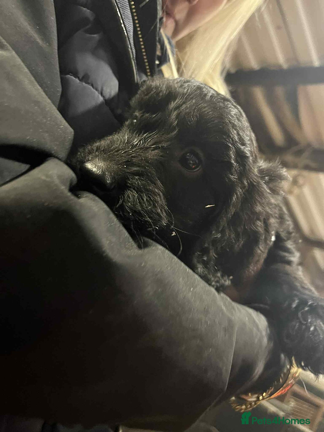 Cockapoo dogs for sale: Cockapoos  - Advert 3