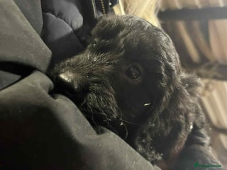 Cockapoo dogs Cockapoos - Advert 11