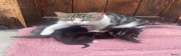 Mixed Breed cats for sale: 🐾 Adorable Kittens 🐾 - Advert 3