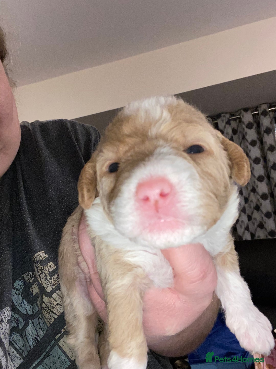 Toy Poodle dogs for sale: Beautiful Toy Poodle Pups  - Advert 14