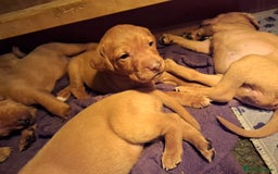 Mixed Breed dogs for sale: Vizla Labrador Puppies - Image 9
