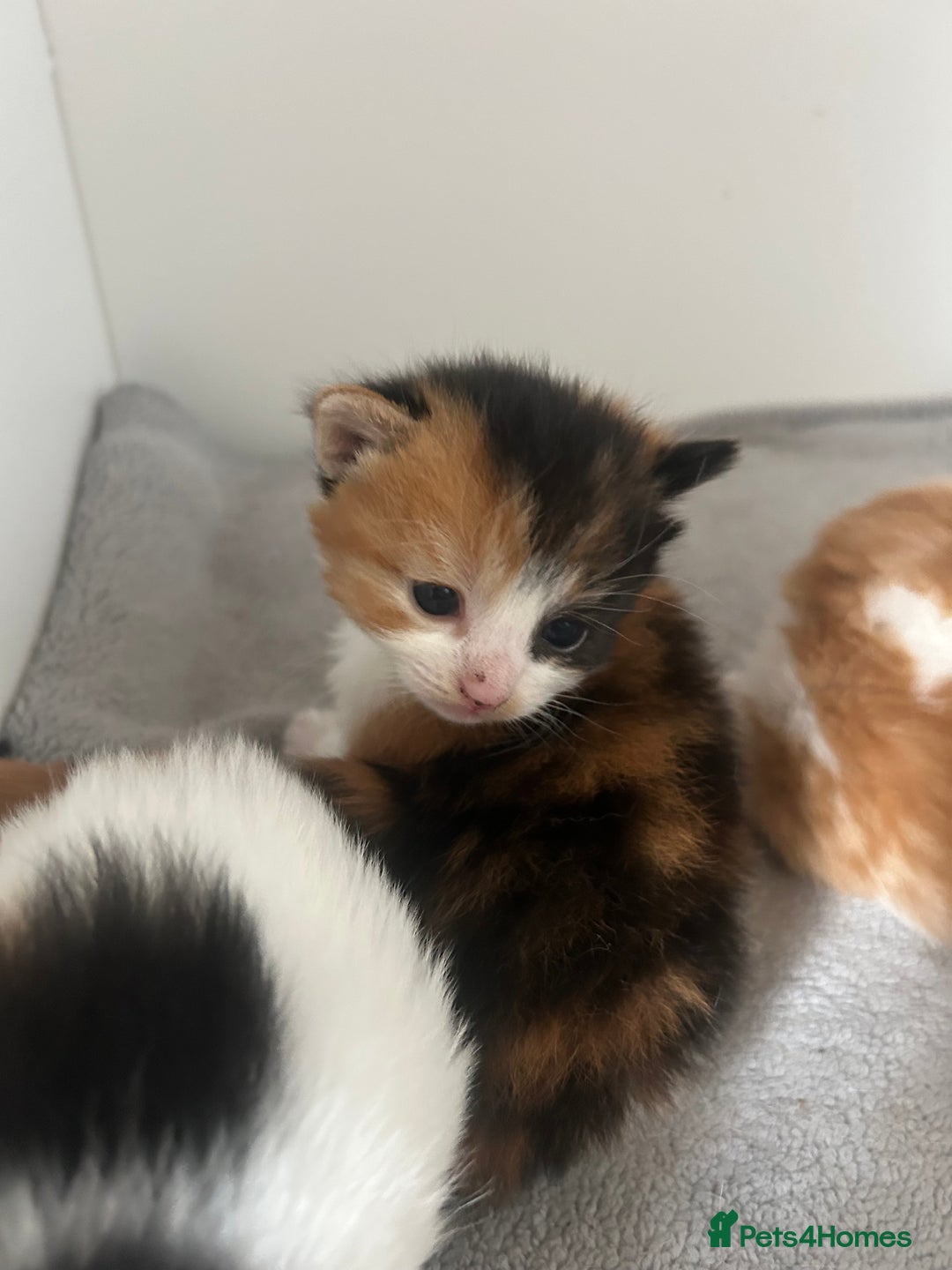Mixed Breed cats for sale: 3 kittens for sale  - Image 10