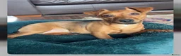 Jack Russell dogs for sale: Jack Russell Tan Puppies 1 male, 2 female  - Advert 2
