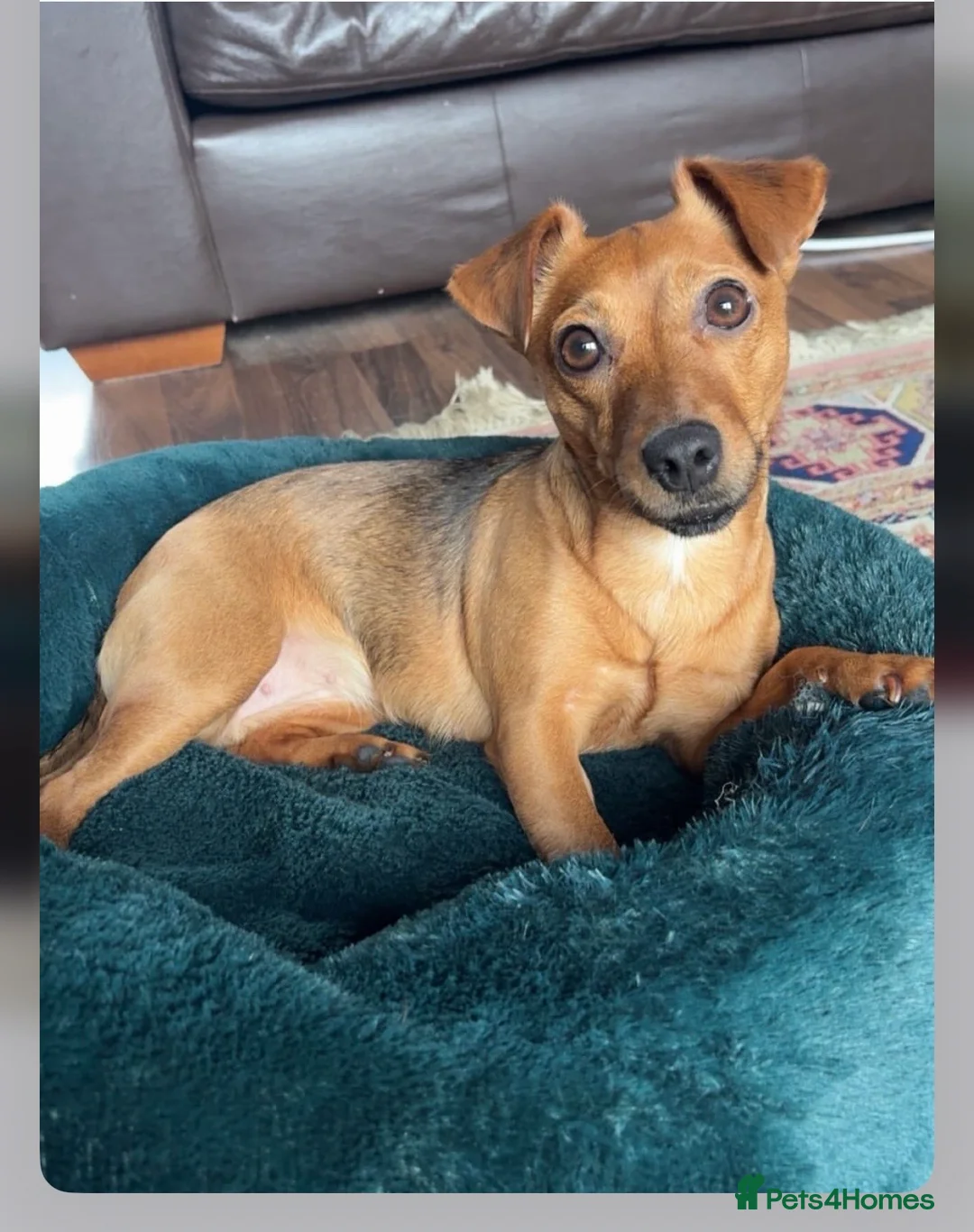 Jack Russell dogs for sale: Jack Russell Tan Puppies 1 male, 2 female  - Advert 2