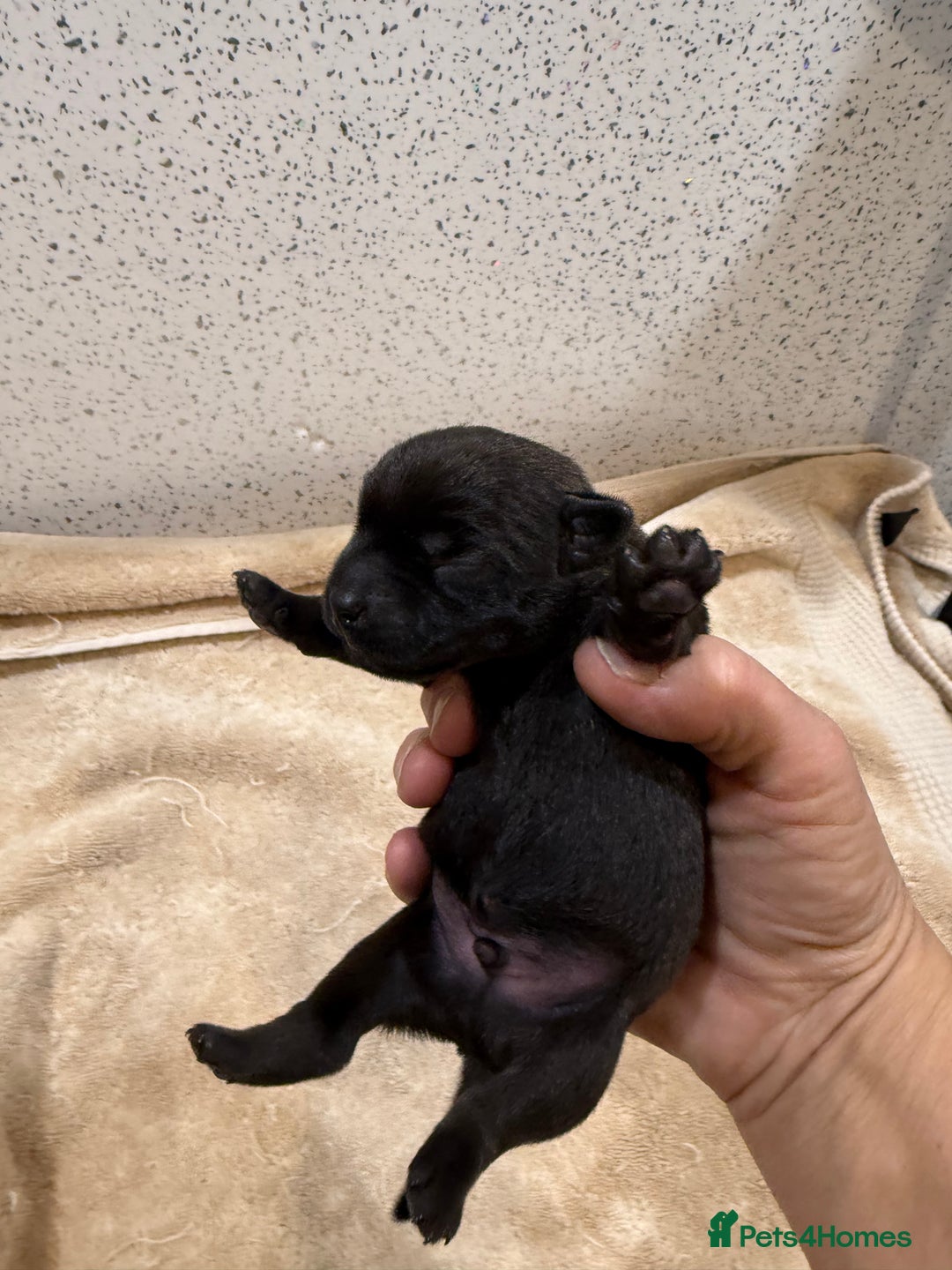 Patterdale Terrier dogs for sale: Patterdale terrier puppies  - Image 4