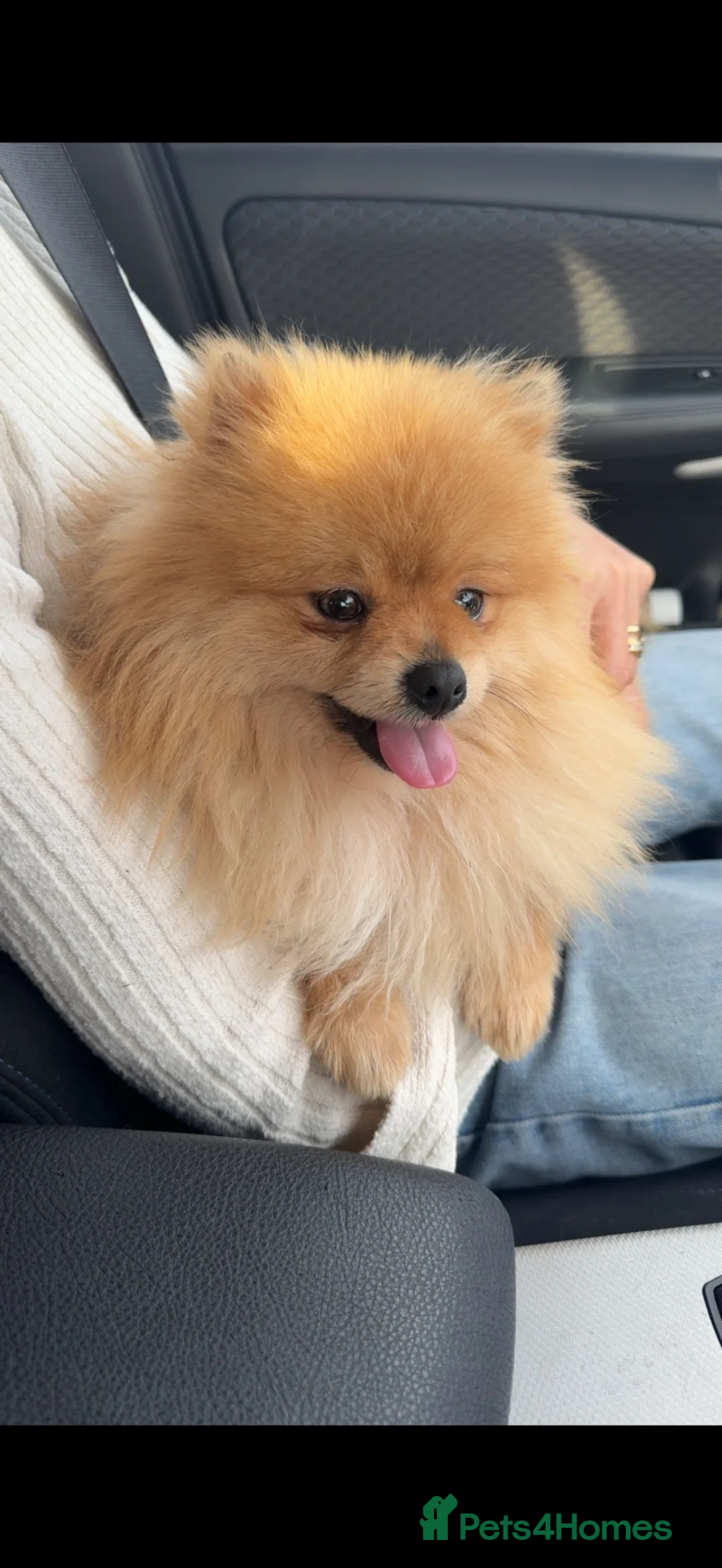 Pomeranian dogs for stud: STUD Show quality Pomeranian  - Advert 2