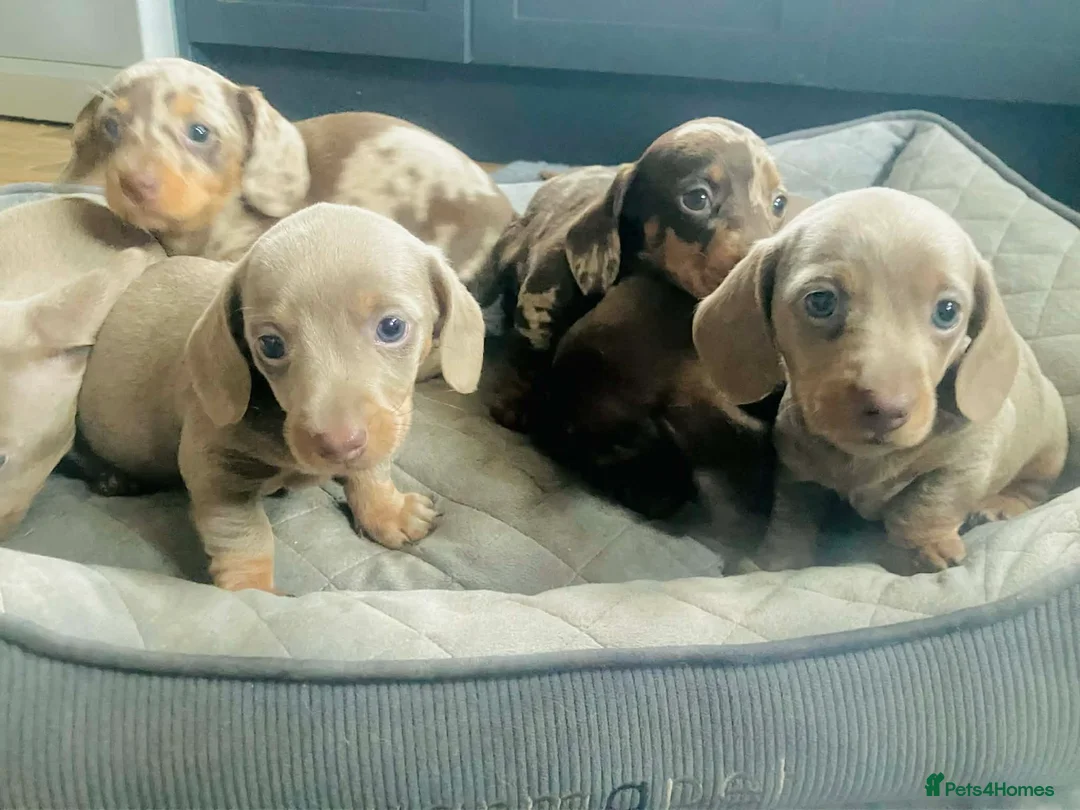 Miniature Dachshund dogs for sale: PRA Cord 1, DM, OI Clear Miniature Dachshund Pups - Advert 15