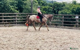 Appaloosa horses for sale: Perfect allrounder for sale - Image 13