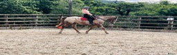 Appaloosa horses for sale: REDUCED FOR QUICK SALE Perfect allrounder for sale - Advert 13