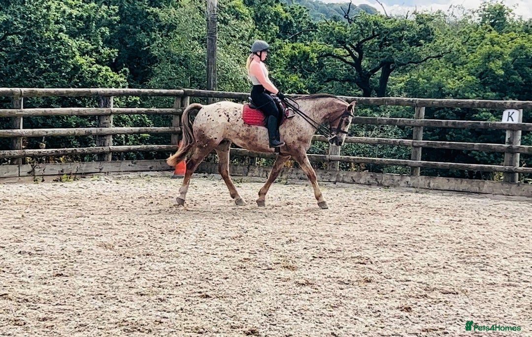 Appaloosa horses for sale: Perfect allrounder for sale - Image 13