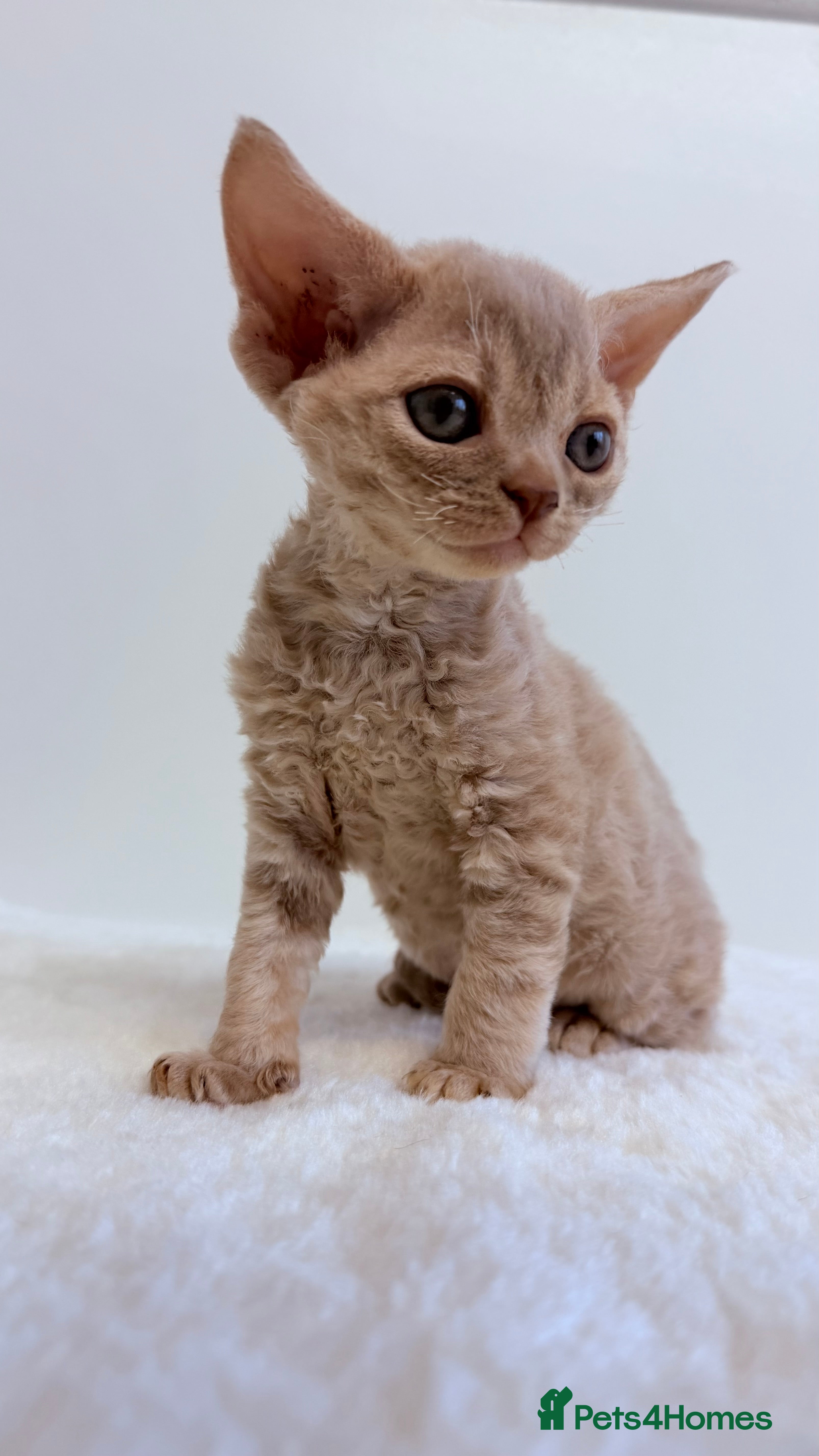 Devon Rex cats Devon  in London - Advert 6