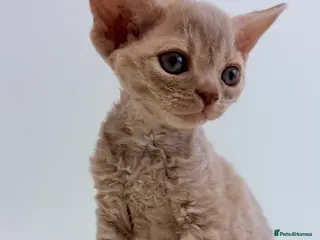Devon Rex cats Devon in London - Advert 6