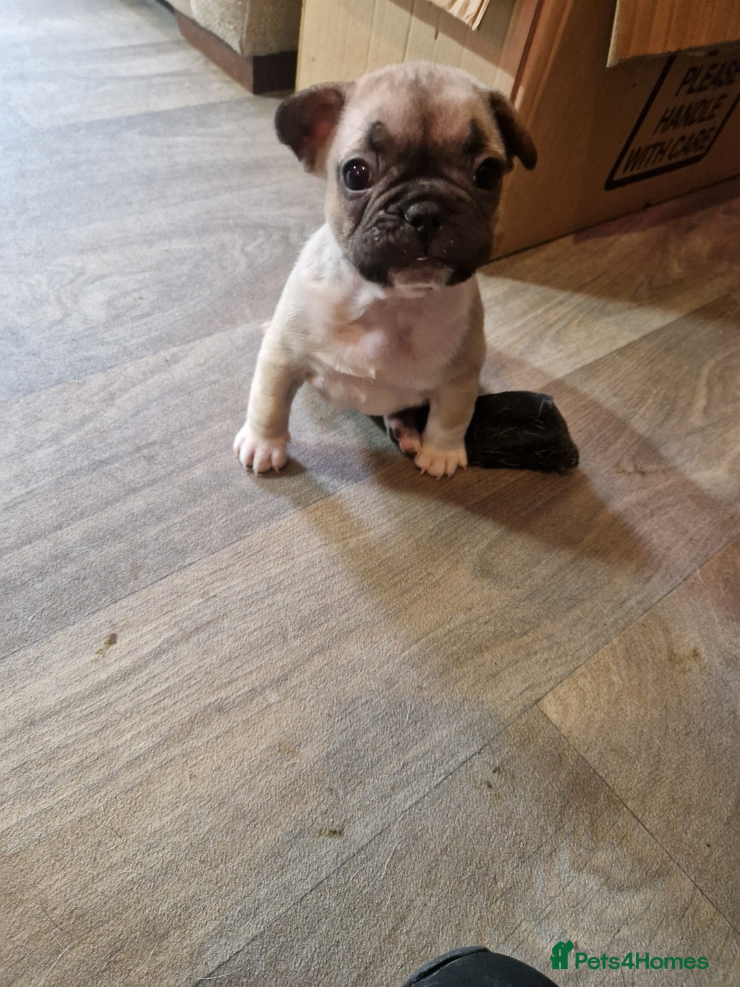 French Bulldog dogs for sale: Kc registered frenchbulldog puppies  - Advert 7