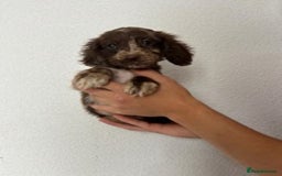 Cocker Spaniel dogs for sale: STUNNING COCKER SPANIEL PUPPIES  - Image 9