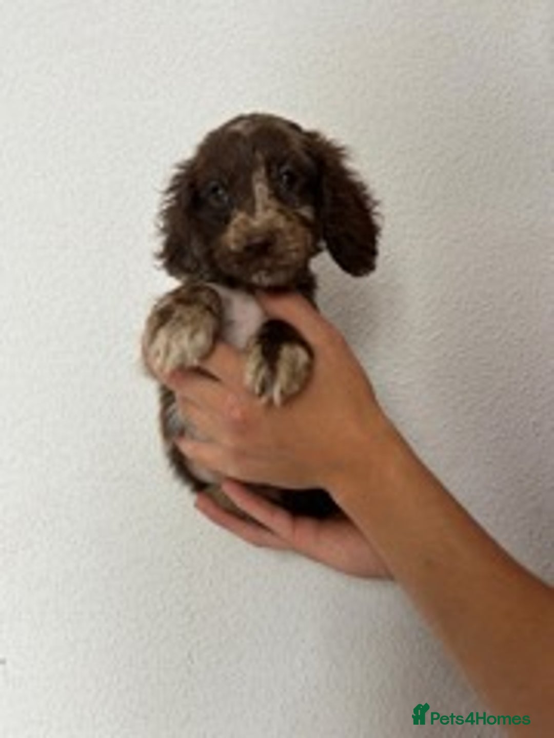 Cocker Spaniel dogs for sale: STUNNING COCKER SPANIEL PUPPIES  - Image 9