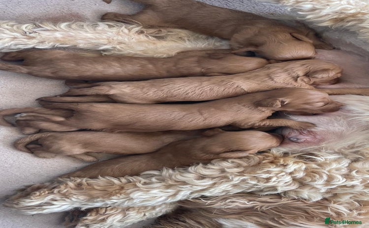 Cockapoo dogs - Advert 1