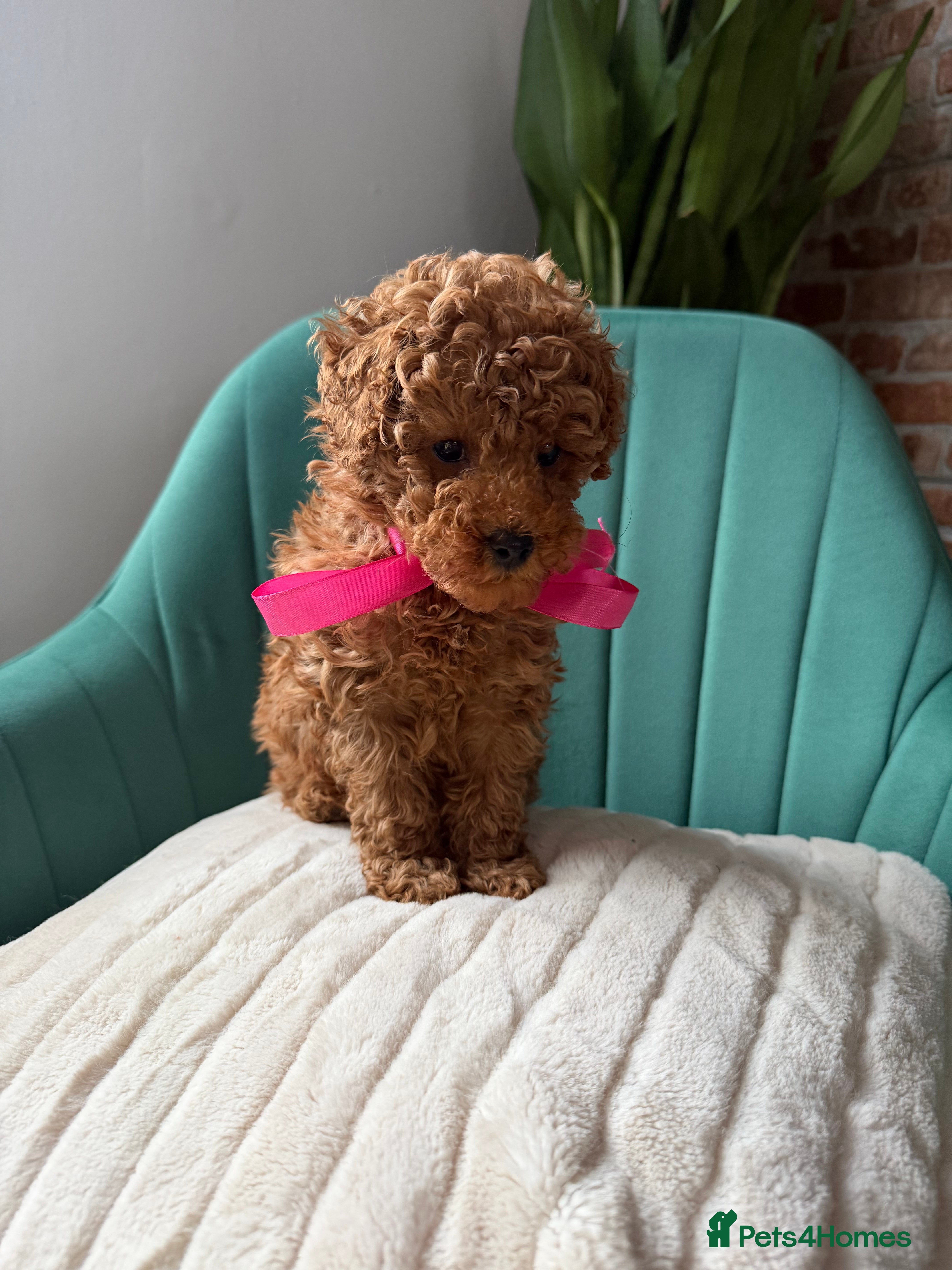 Toy Poodle dogs Tiny Red toy 🧸 poodle ✨💖 - Advert 5