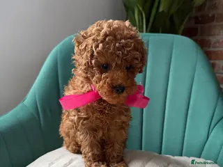 Toy Poodle dogs Tiny Red toy 🧸 poodle ✨💖 - Advert 5