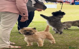 Cairn Terrier dogs for sale: Quality Cairn male pup available 8th August - Image 8