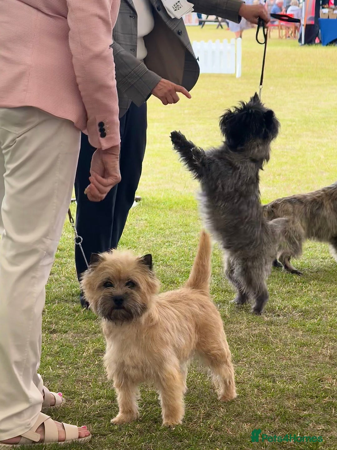 Cairn Terrier dogs for sale: Quality Cairn male pup available 8th August - Image 8