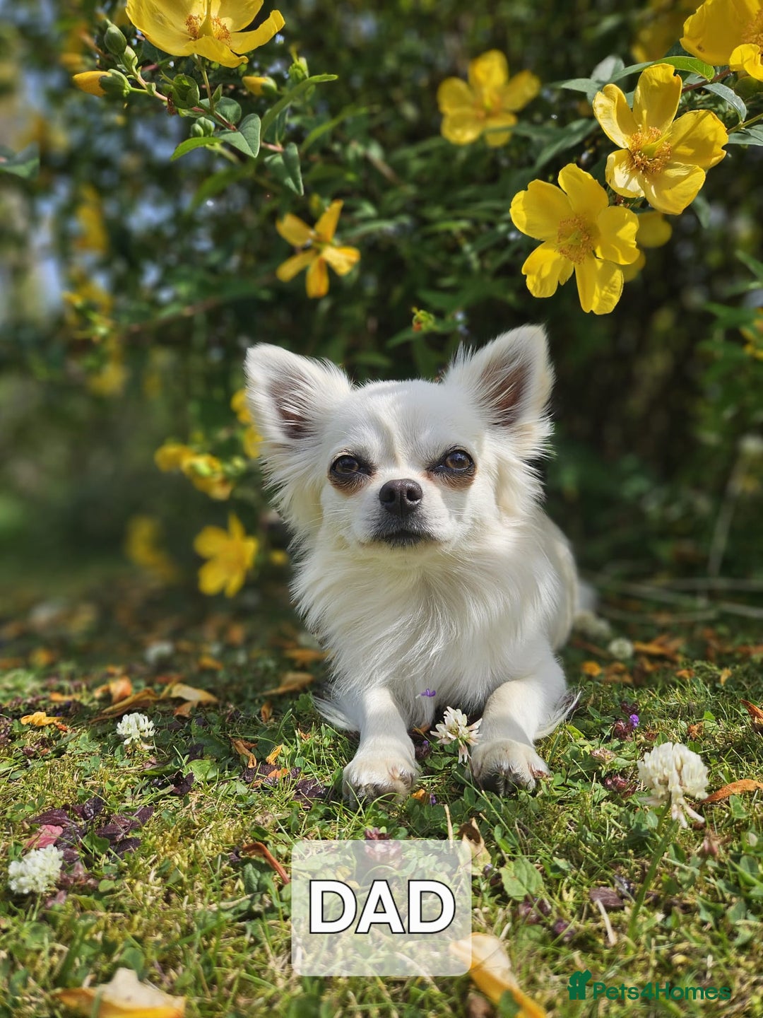Chihuahua dogs for sale: Male Puppy Long haired Fawn and Sable Chihuahuas  - Advert 17
