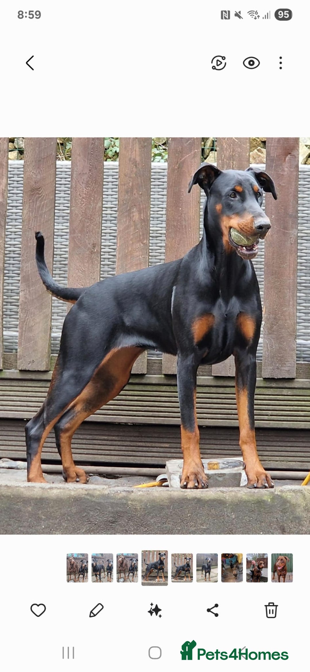 Dobermann dogs for sale: HEALTH TESTED, HOME REARED, STUNNING DOBERMAN PUPS - Advert 26