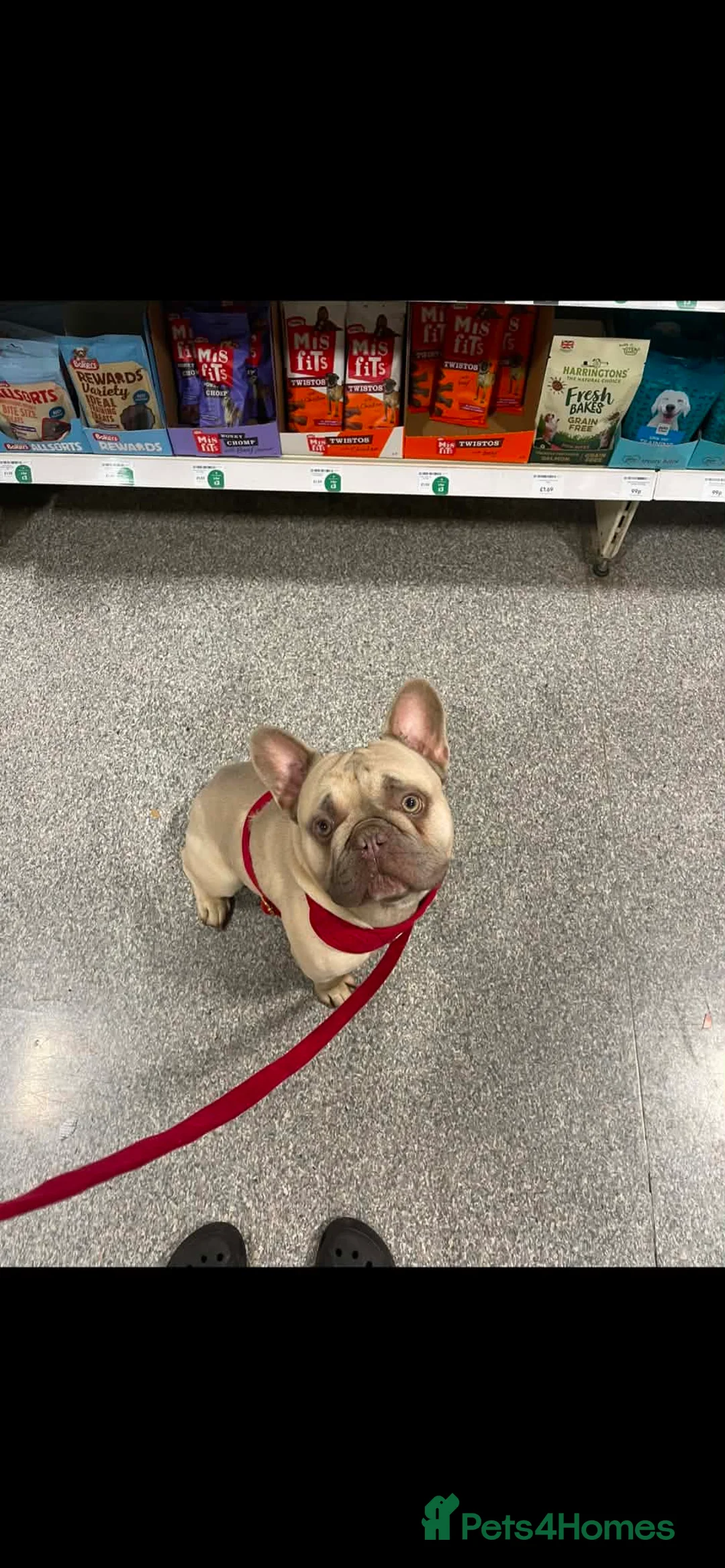 French Bulldog dogs for sale: Our beautiful boy Sonny  - Advert 2