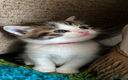 Mixed Breed cats for sale: READY NOW, 3 BEAUTIFUL TABBY BOYS (with Bengal)  - Image 4