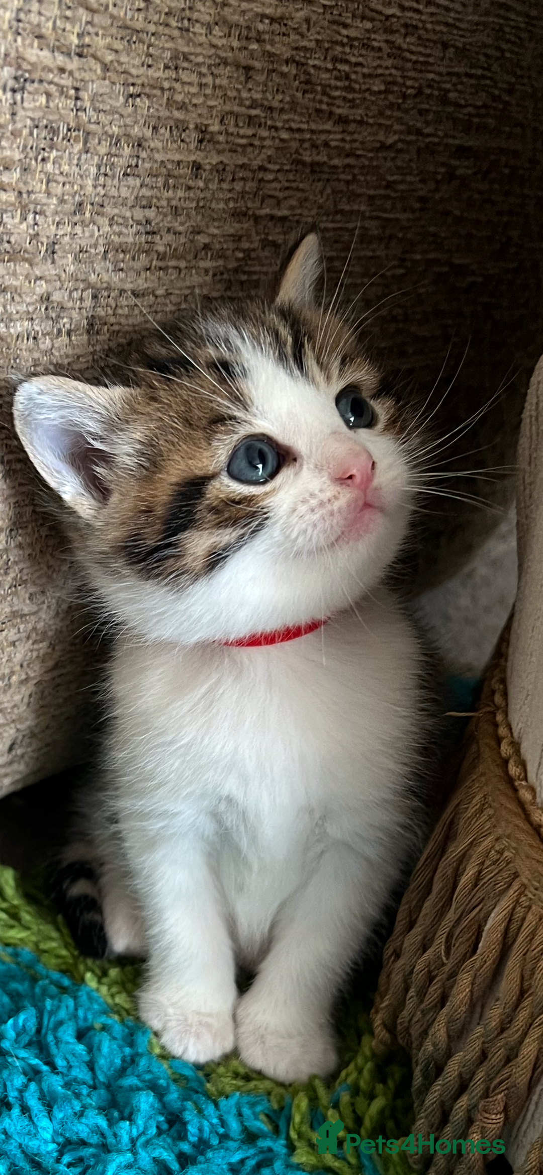 Mixed Breed cats for sale: READY NOW, 3 BEAUTIFUL TABBY BOYS (with Bengal)  - Image 4