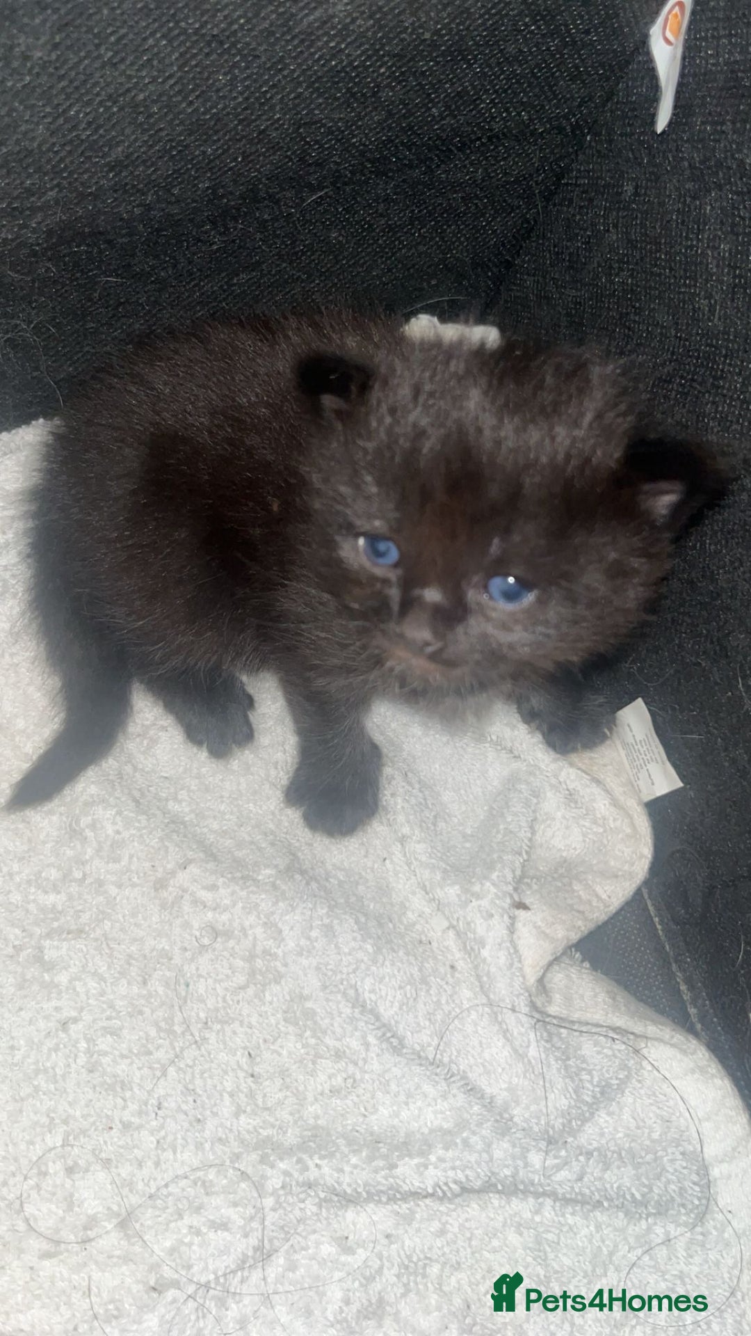 Ragdoll cats for sale: Beautiful ragdoll cross kittens  - Image 4