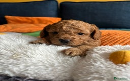 Cockapoo dogs for sale: Gorgeous F1b cockapoo puppies for sale - Image 13