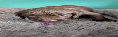 Cockapoo 8