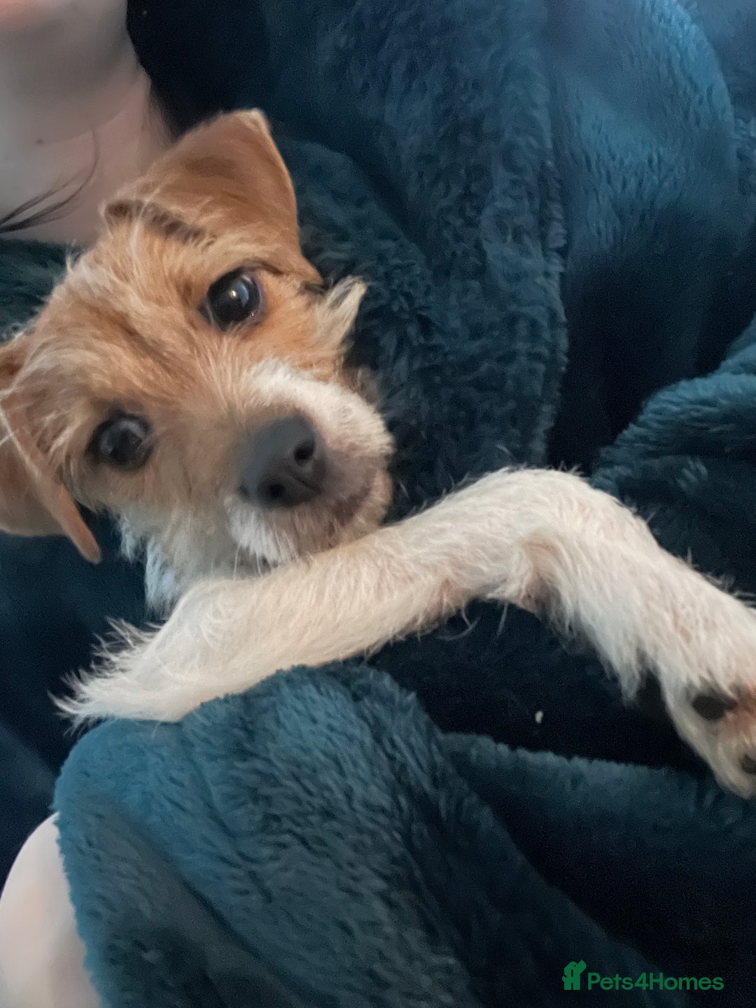 Jack Russell dogs for sale: Jack Russell X - Image 2