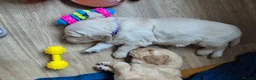 Golden Retriever dogs for sale: Golden Retriever Puppies for Loving Family Homes in Dorchester - Advert 10